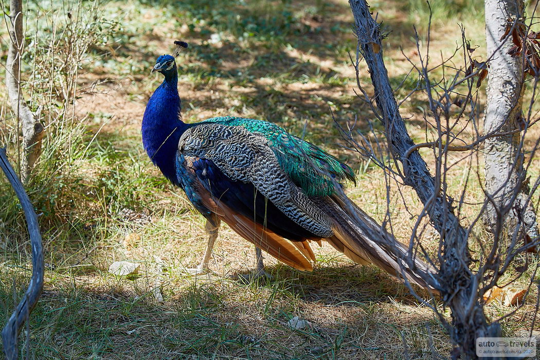 Island Lokrum, Croatia
